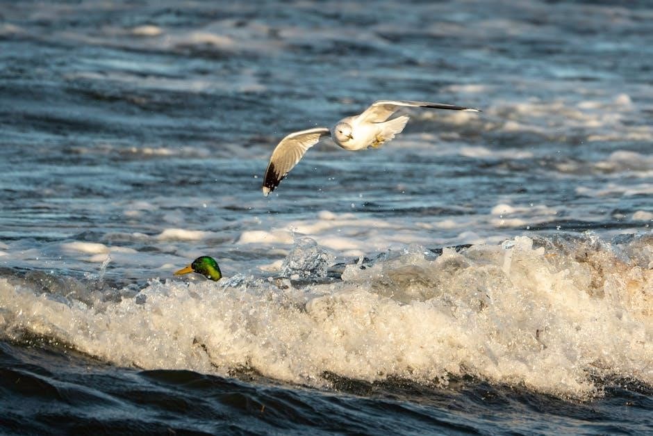 sea duck hunting guides