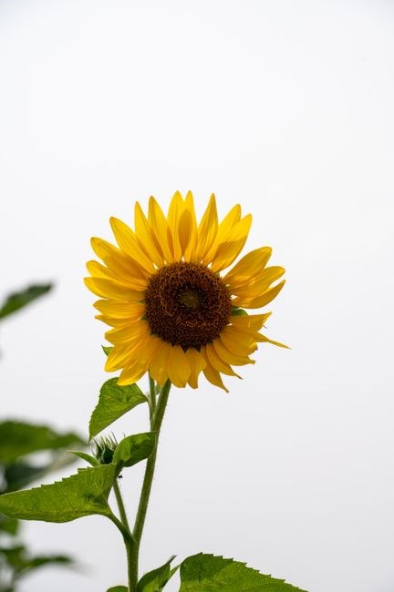 the sunflower on the possibilities and limits of forgiveness pdf